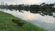 Capivara com sacola plástica no pescoço gera alerta sobre poluição no Rio Pinheiros