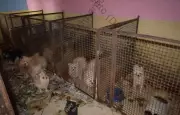Casal condenado a pagar R$ 690 mil por maus-tratos a 134 cães e 4 gatos em Limeira