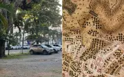 Cemitério de Escravizados na Bahia: Descoberta Arqueológica Revela Capítulo Oculto da História Brasileira