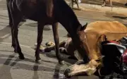 Cena Comovente: Cavalo Tenta Reanimar Égua Morta em Acidente Choca Goiânia