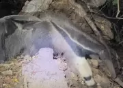 Cena Rara no Pantanal: Tamanduá-Bandeira É Flagrado Carregando Filhote Nas Costas