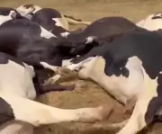 Choque Elétrico Mata 15 Bovinos em Batalha: Prejuízo Supera R$ 300 Mil no Agronegócio Alagoano