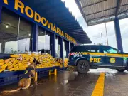Cão farejador da PRF desmonta esquema e apreende 160 kg de drogas em rodovia de Mato Grosso