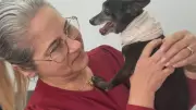 Cão Idoso Ferido é Resgatado por PMs e Tem Reencontro Comovente com Tutora no Paraná