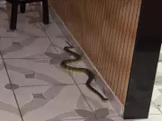 Cobra Jararaca de Mais de 1 Metro é Encontrada Dentro de Residência no Acre | Cena Assustadora em Vídeo