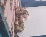 Cobra Rara é Encontrada no Litoral do Piauí: Espécie Pode Ser Perigosa