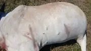 Crime bizarro no interior de SP: Criminosos invadem sítio, matam e desossam vacas para roubar carne