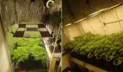 Cultivo Ilegal de Maconha Descoberto em Hortolândia: Polícia Encontra Estufa Profissional com Sistema de Iluminação e Climatização