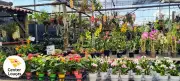 Exposição de Orquídeas e Suculentas Transforma Center Loucas Pedreira em Jardim Encantado
