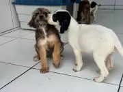 Feira de Adoção em Cabo Frio: Encontre Seu Melhor Amigo Neste Sábado