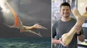 Fóssil de Pterossauro Gigante Revelado: Parceria Sírio-Brasileira Desvenda Mistério Pré-Histórico