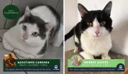 Gatos para adoção com nomes criativos conquistam a web no interior de SP