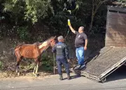 Égua Abandonada e Desnutrida é Resgatada em Volta Redonda: Caso Choca Moradores