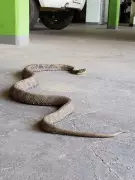 Herói da Rodovia: Caseiro Picado por Jararaca Conduz 60 km Atrás do Soro em Uberlândia