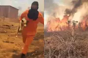 Herói de Quatro Patas: Cachorro Salva Família de Incêndio em Piauí e Vira Símbolo de Coragem