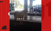 Inusitado em Salvador: Boi invade terminal de ônibus e causa surpresa nos passageiros