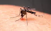 Islândia em Alerta: Mosquitos Invasores Chegam com o Aquecimento Global
