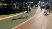 Jacaré 'Celso' vira atração inusitada durante caminhada no Parque das Águas, em Cuiabá