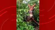 Jovem morre em acidente trágico com burro bravo no Maranhão: veja o vídeo chocante