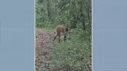 Lobo-guará é flagrado caminhando tranquilamente em estrada de Itapira; veja o vídeo impressionante