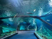 Mato Grosso do Sul Abriga o Maior Aquário de Água Doce do Planeta: 5 Milhões de Litros de Biodiversidade