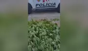 Mãe entrega próprio filho à PM e revela plantação de maconha com 11 pés no quintal de casa em Dracena