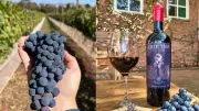 Milagre Caipira: Vinho Brasileiro com a Mesma Uva do Famoso Brunello de Montalcino