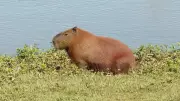 Morte de capivara gera investigação policial no Paraná: suspeita de crime ambiental