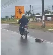 Motociclista é identificado por arrastar cachorro em cena de crueldade chocante em Rio Largo