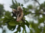 Mucuras em cidades: por que esses marsupiais invadem áreas urbanas no Tocantins durante as chuvas