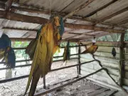 Operação ambiental prende suspeito com 13 araras ameaçadas de extinção no AM | Crime na BR-174