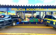 Operação apreende quase meia tonelada de maconha na BR-163 em Mato Grosso; dois presos