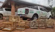 Operação da Polícia Ambiental resgata 46 aves silvestres em Hortolândia, incluindo espécie ameaçada de extinção