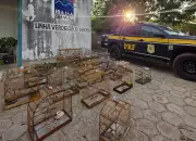 Operação da PRF no Maranhão: 70 aves silvestres resgatadas e madeira ilegal apreendida