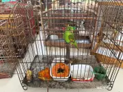 Operação no Bico do Papagaio resgata 133 aves de cativeiros ilegais no Tocantins