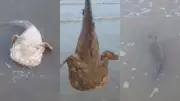 Peixe-sapo raro encalha em praia do Amapá e ganha volta ao mar em resgate emocionante