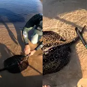 Pescador flagra arraia com cauda venenosa em RO e ensina procedimento vital em caso de fisgada acidental