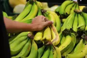 PL propõe fim da importação de bananas: proteção ao produtor nacional ou ameaça aos preços?