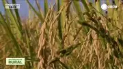 Queda no preço do arroz: entenda os impactos na cadeia produtiva e no bolso do consumidor
