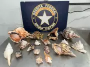 Receita Federal apreende 70kg de conchas e búzios no Ceará que seriam contrabandeados para a Itália