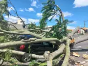 Árvore de Grande Porte Desaba e Atinge Carro em São José dos Campos: Veja os Detalhes do Acidente