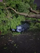 Árvore Desaba em Pátio Escolar e Atinge Veículos em Itaquaquecetuba; Sorte Não Houve Feridos