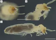 Sertão da Paraíba Revela Nova Espécie de Cupim: Descoberta Inédita na Caatinga