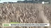 Soja Brasileira em Crise: Os Desafios que Ameaçam o Ouro Verde do Agronegócio