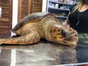 Tartaruga-cabeçuda é resgatada em estado debilitado no litoral do RS: veja o momento emocionante