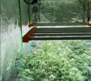 Uberlândia: PMs Desvendam Estufa com 160 Pés de Maconha em Bairro Residencial | Operação Antidrogas