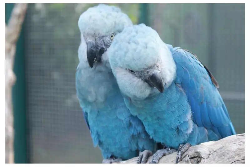 11 ararinhas-azuis testam positivo para circovírus em Curaçá