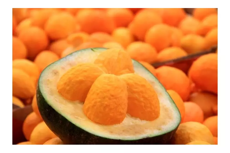 32ª Festa Nacional do Pequi em Montes Claros atrai visitantes