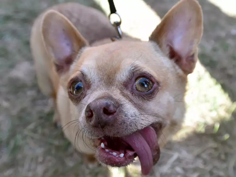64% dos cães têm DNA de lobo, revela estudo genético