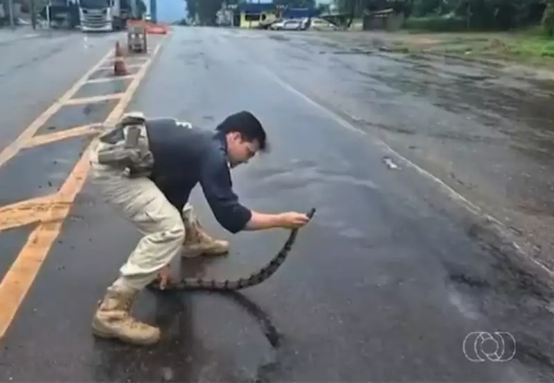 731 animais atropelados em rodovias do TO em 5 anos, revela PRF